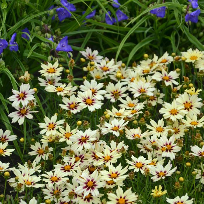 Coreopsis x L'il Bang™ 'Starlight' (Tickseed), white flowers