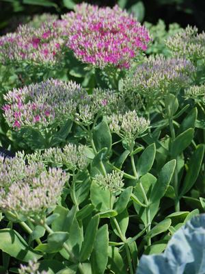 Sedum spectabile 'Neon' (Stonecrop)