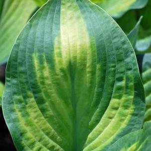 Hosta x 'Paul's Glory' (Plantain Lily)