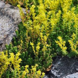 Sedum sexangulare (Watch Chain Stonecrop)