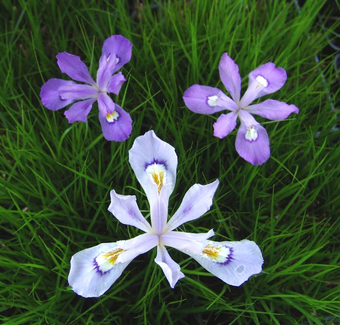 Iris cristata (Dwarf Crested Iris)