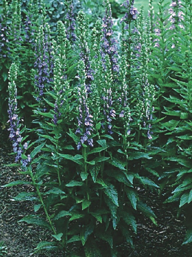 Blue Cardinal Flower (Lobelia siphilitica), blue flowers