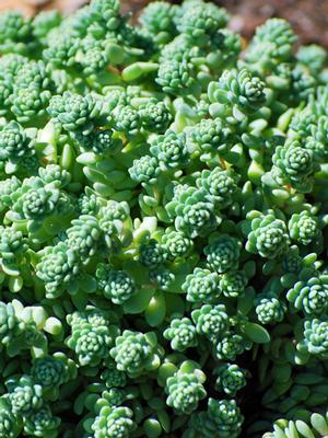 Sedum dasyphyllum 'Major' (Stonecrop)