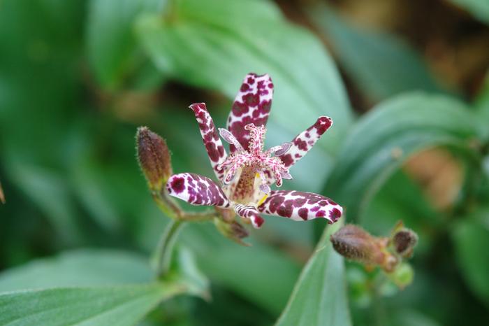 Tricyrtis x 'Sinonome' (Toad Lily)