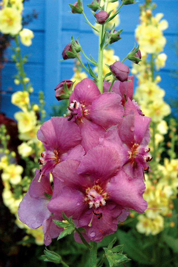 Verbascum x 'Plum Smokey' (Mullein)