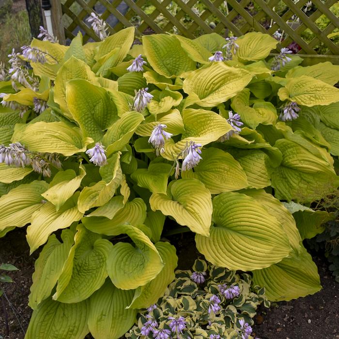 Hosta Shadowland® Coast to Coast (Plantain Lily)