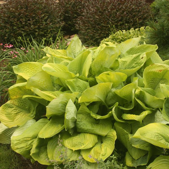 Hosta x 'Sum and Substance' (Plantain Lily)