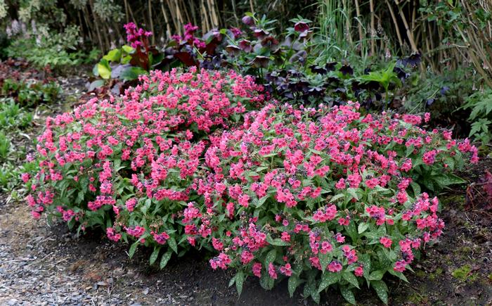 Pulmonaria x 'Shrimps on the Barbie' (Lungwart)