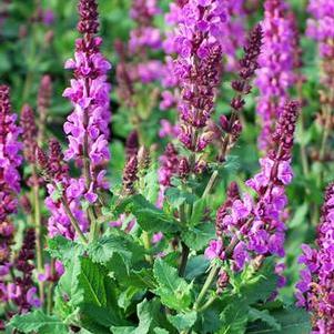 Salvia nemorosa 'Rose Marvel' (Meadow Sage)