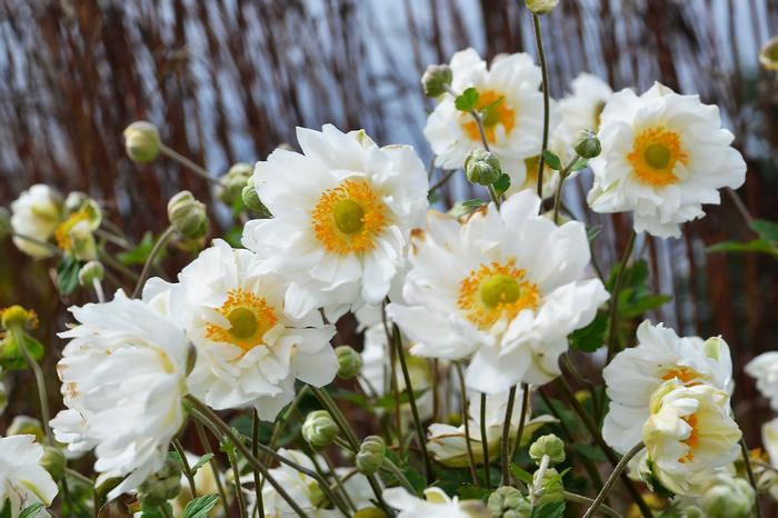 Anemone x hybrida 'Whirlwind' (Windflower) perennial