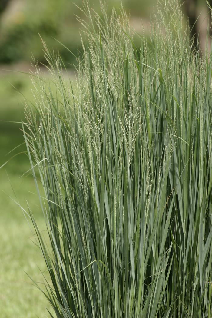 Panicum virgatum 'North Wind' (Blue Switchgrass)