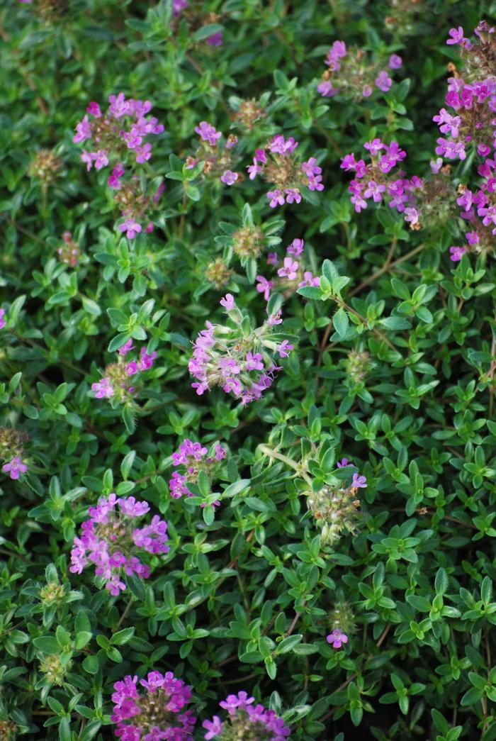 Red Flowering Mother of Thyme (Thymus serpyllum 'Coccineus')