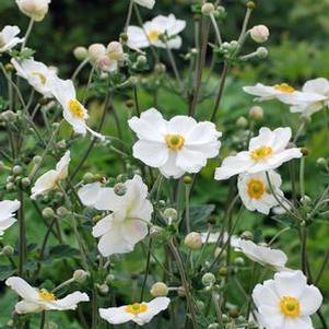 Anemone x hybrida 'Honorine Jobert' (Windflower) perennial