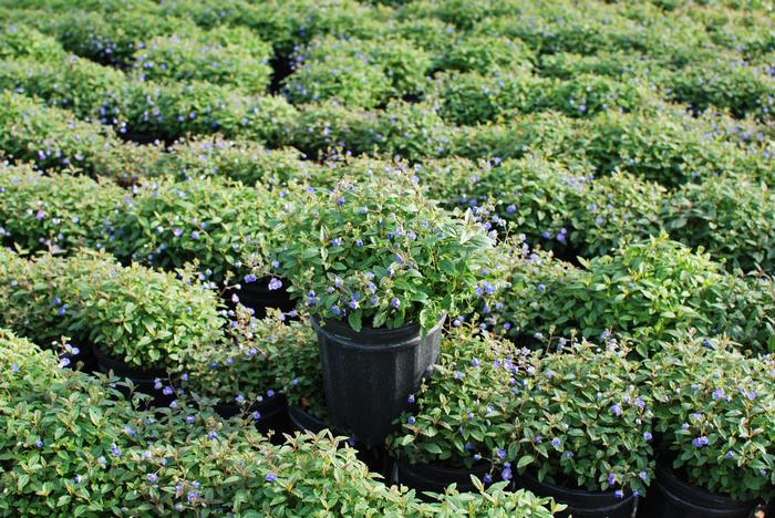 Veronica umbrosa 'Georgia Blue' (Speedwell)