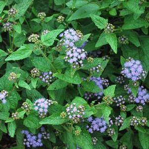 Hardy Ageratum (Eupatorium coelestinum)