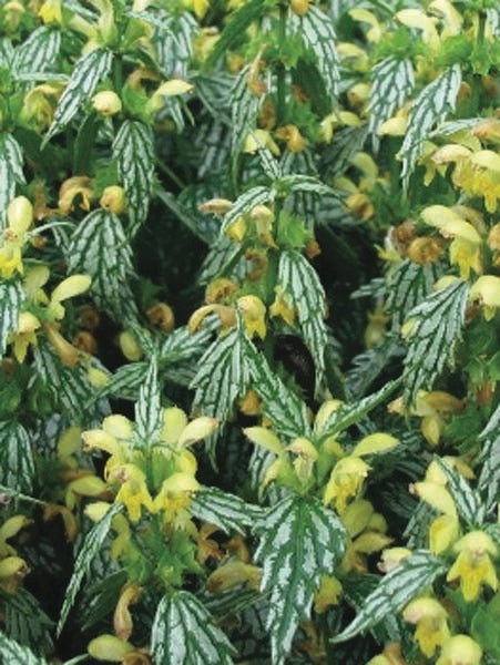 Yellow Archangel (Lamiastrum galeobdolon 'Herman's Pride')