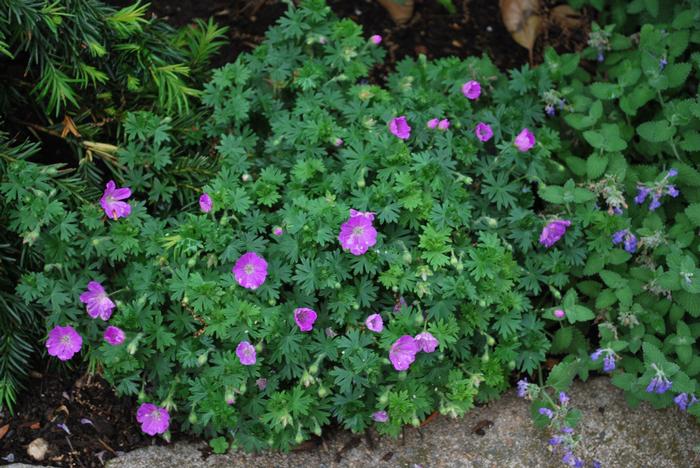 Geranium sanguineum 'Max Frei' (Cranesbill)