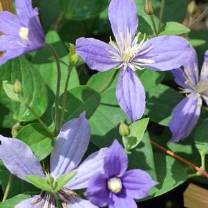 Clematis hybrid 'Arabella' (Hybrid Clematis), purple flowers