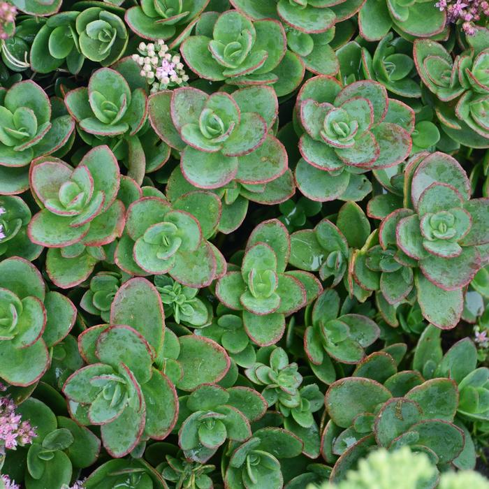 Sedum Sunsparkler® 'Lime Zinger' (Stonecrop)