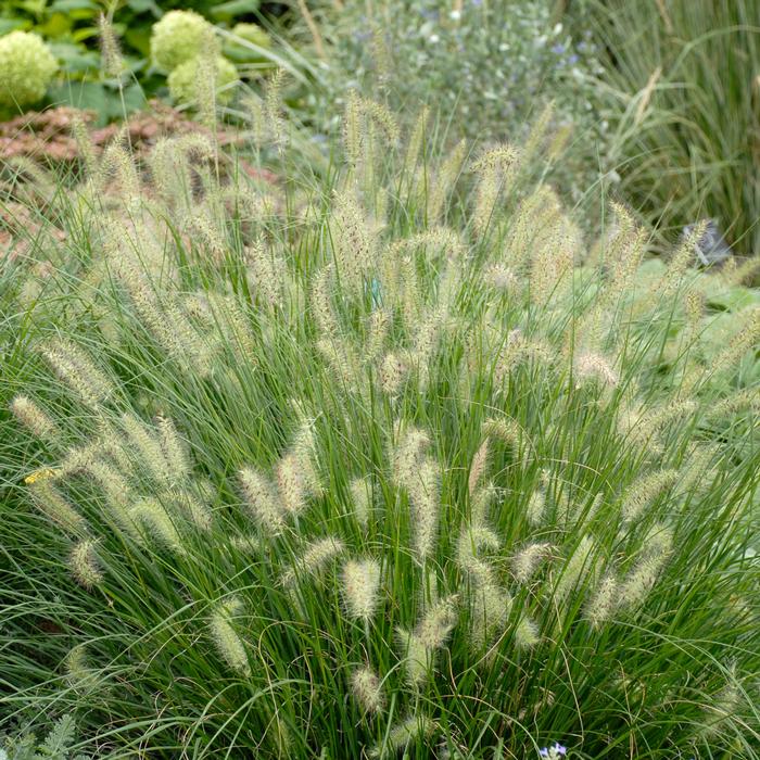 Dwarf Fountain Grass (Pennisetum alopecuroides 'Hameln')