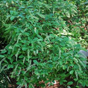 Virginia Sweetspire (Itea virgincia 'Henry's Garnet')