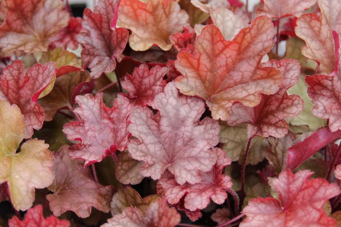 Heuchera x 'Peach Flambe' (Coral Bells)