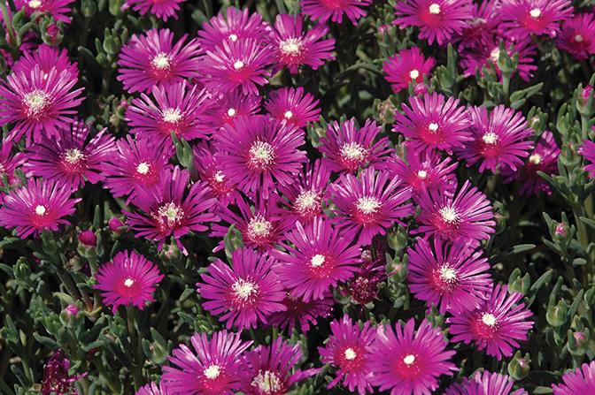 Trailing Hardy Ice Plant (Delosperma cooperi)