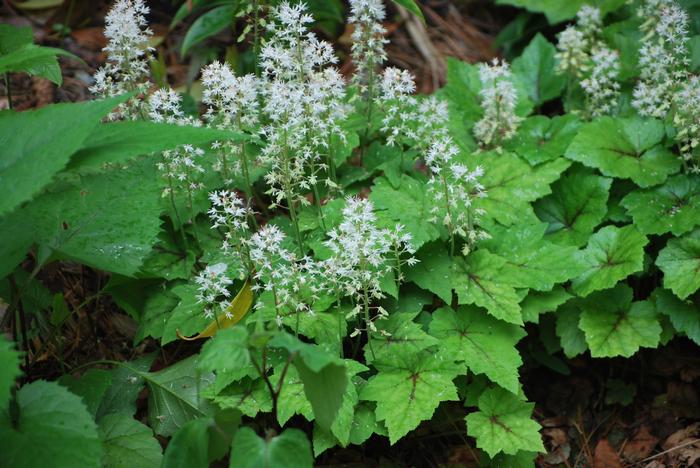 Tiarella cordifolia 'Brandywine' (Foam Flower)