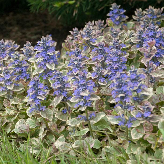 Ajuga reptans 'Burgundy Glow' (Bugle Weed) perennial