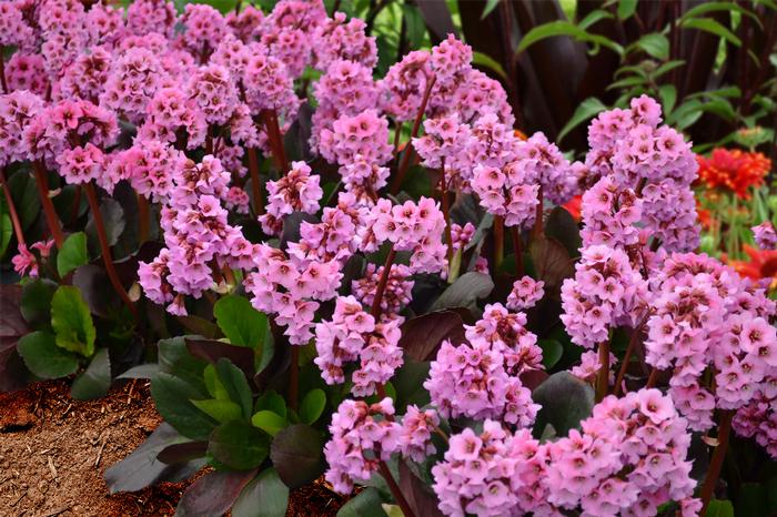 Bergenia x 'Spring Fling' (Heartleaf Bergenia), pink flowers