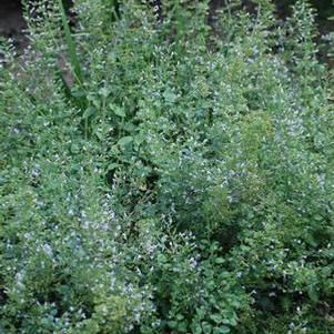 Calamintha nepeta 'Blue Cloud' (Calamint)