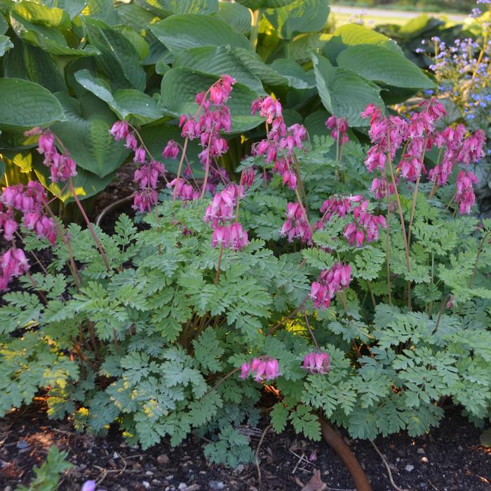 Cutleaf Bleeding Heart (Dicentra formosa 'Luxuriant'), pink flowers