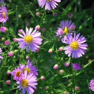 Pink Wood Aster (Aster dumosus 'Wood's Pink')