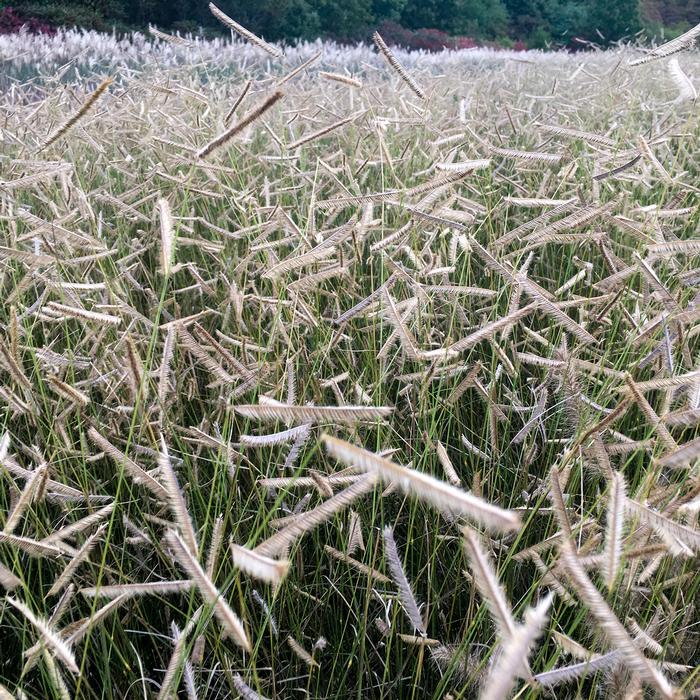 Blue Grama (Bouteloua gracilis 'Blonde Ambition')