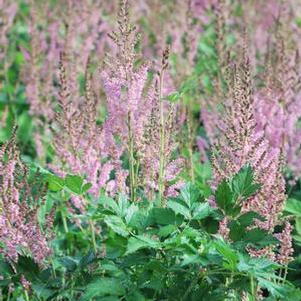 Astilbe chinensis 'Vision in Pink' (False Spirea) perennial, pink flowers