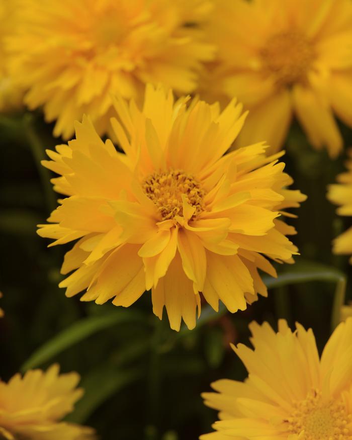 Coreopsis g. 'Double the Sun' (Tickseed), yellow flowers