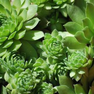 Sempervivum 'Green Wheel' (Hens and Chicks)