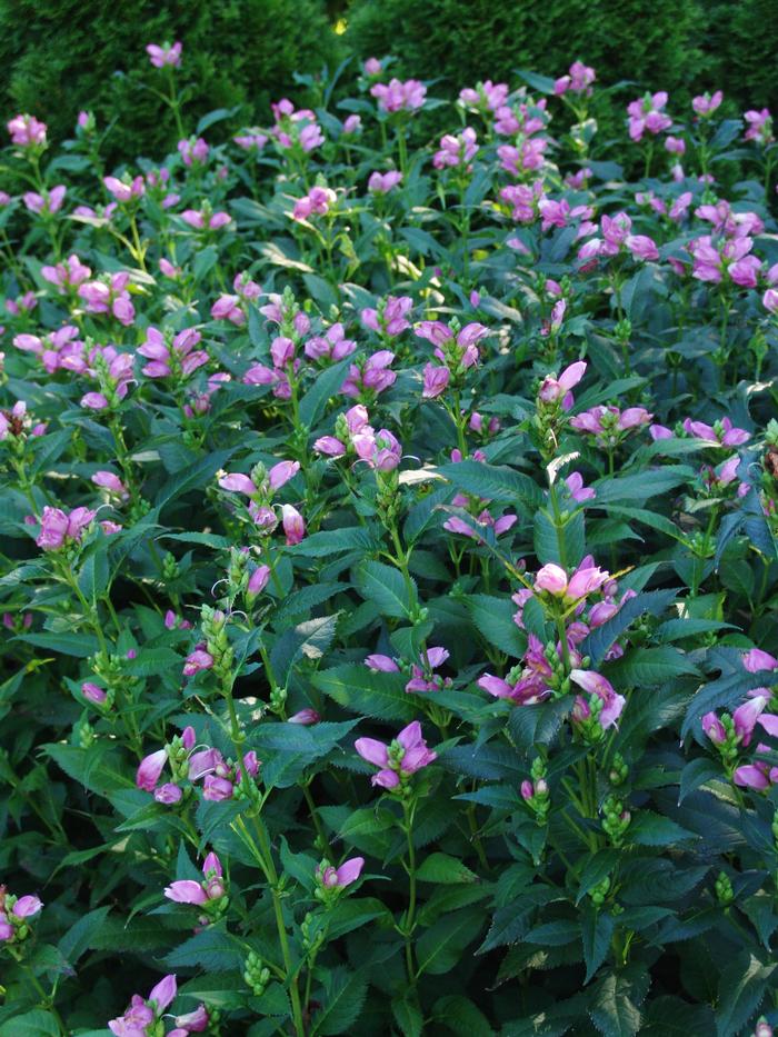 Pink Turtlehead (Chelone lyonii 'Hot Lips')