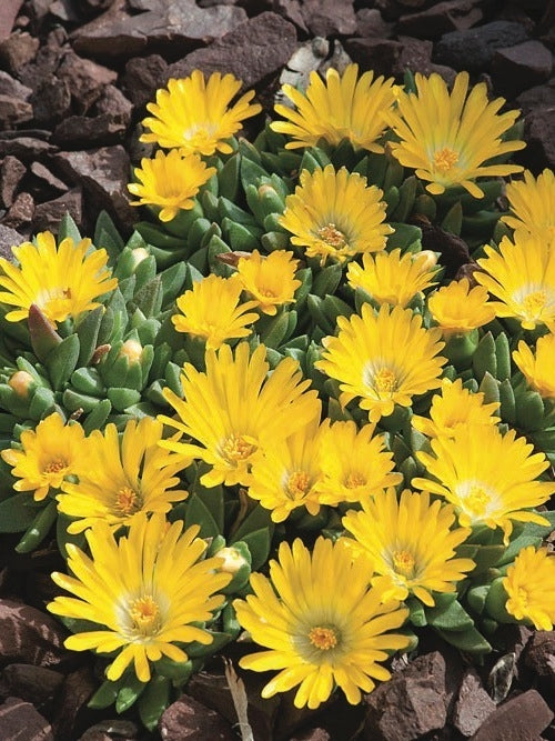 Delosperma congestum 'Gold Nugget' (Ice Plant), yellow flowers