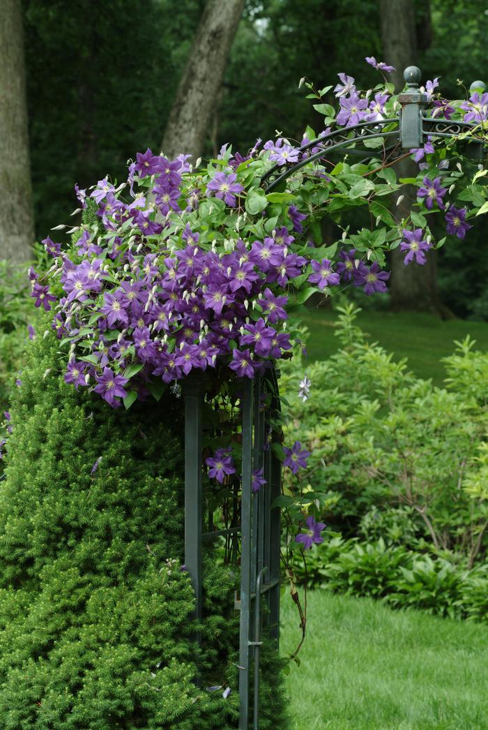 Clematis 'Jackmanii' (Hybrid Clematis)