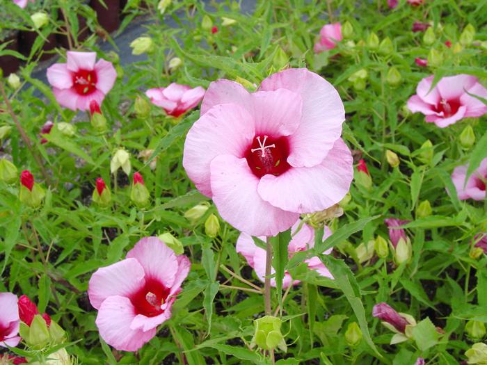 Hibiscus moscheutos 'Lady Baltimore' (Hardy Hibiscus)