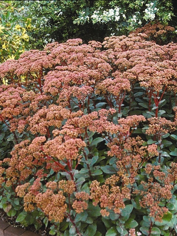 Sedum x 'Autumn Joy' (Stonecrop)