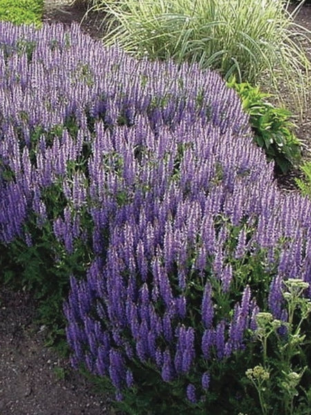 Salvia nemorosa 'Blue Hill' (Sage)