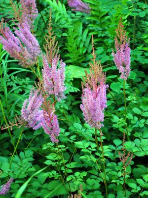 Astilbe taquetii 'Purple Candles' (False Spirea), purple flowers