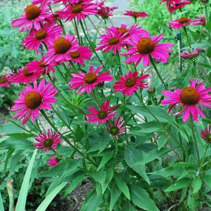 Echinacea Kismet® Raspberry (Coneflower), pink flowers