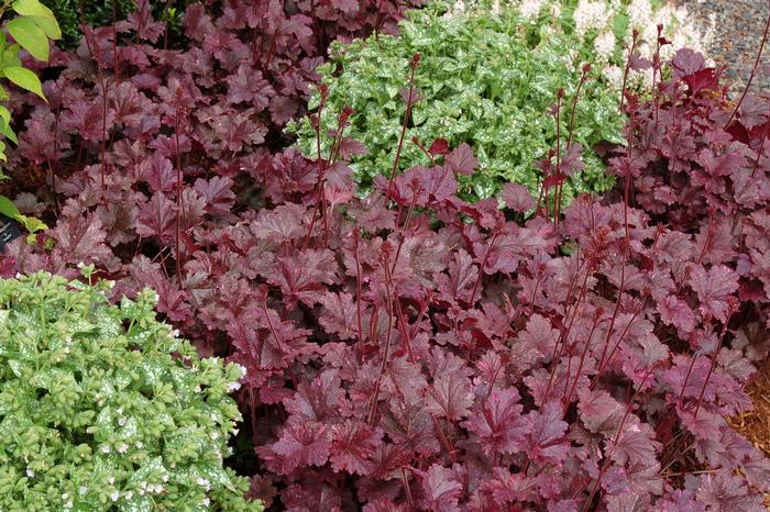 Heuchera x 'Midnight Rose' (Coral Bells)