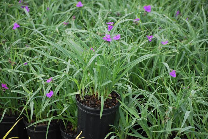 Tradescantia 'Concord Grape' (Spiderwort)