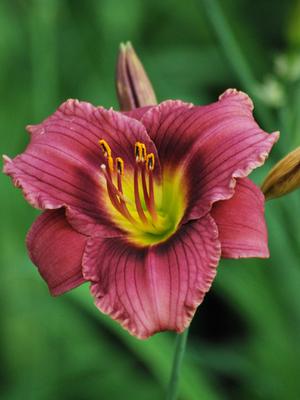 Hemerocallis 'Purple de Oro' (Daylily)