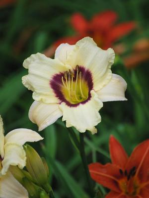 Hemerocallis 'Pandora's Box' (Daylily)