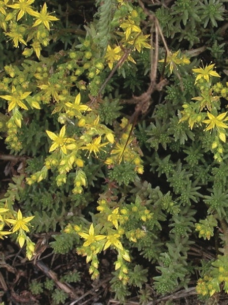 Sedum sexangulare (Watch Chain Stonecrop)